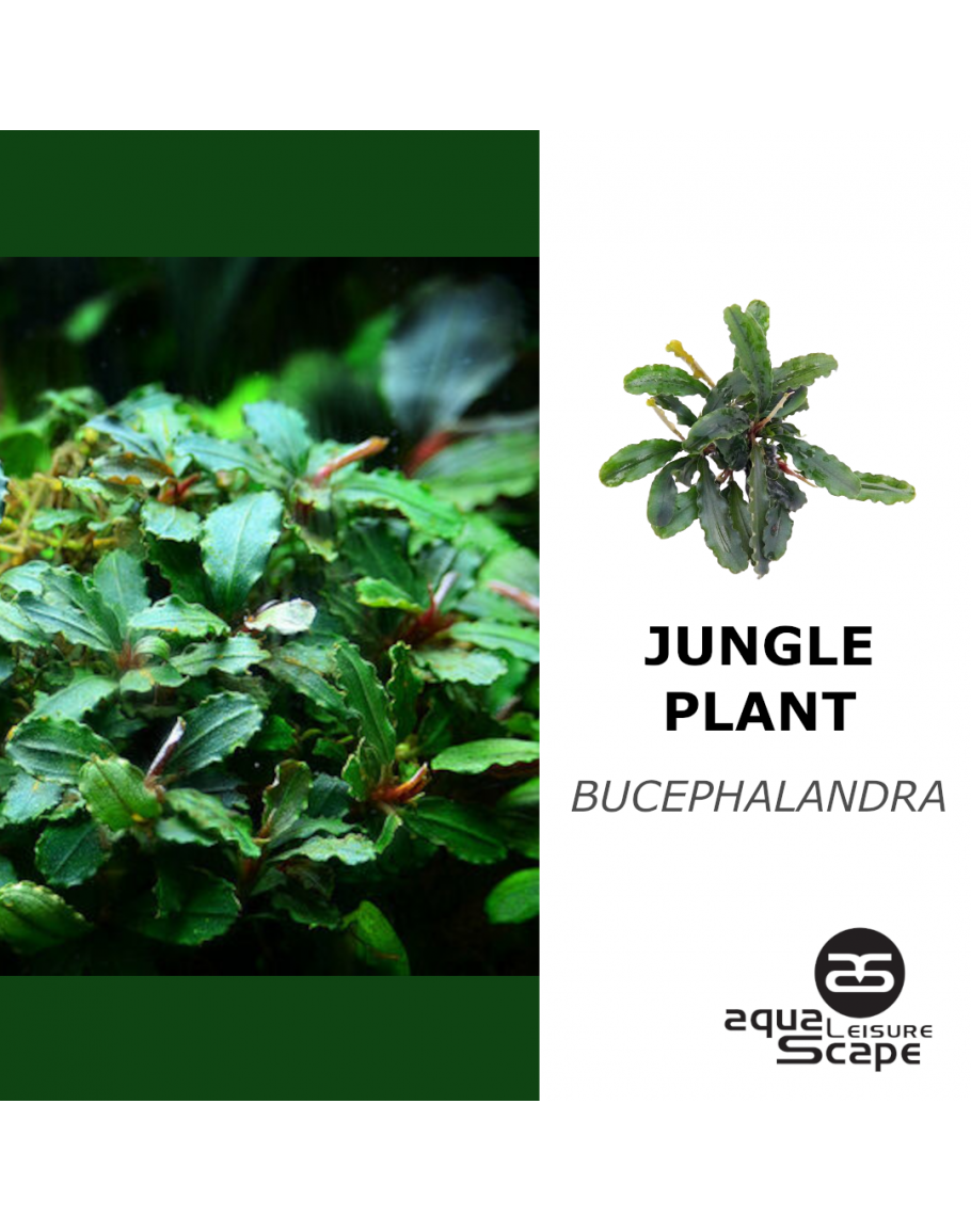 bucephalandra-910x1155.png